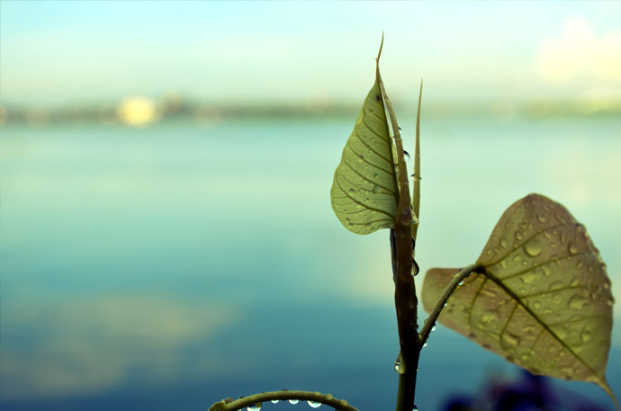 after_rain_free_photo