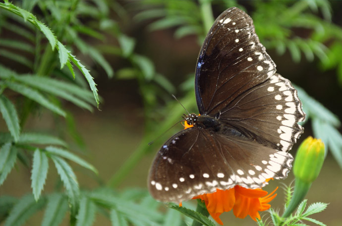 butterfly_free_photo